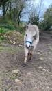 Jeune poney typé welsh 