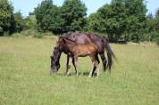 Ponette 2026