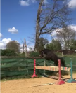 Ponette,5 ans