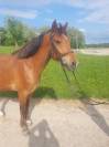 Poney de sport cso
