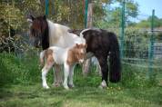 Poulain shetland pp pie alezan dun