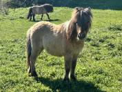 Yearling mini shetland pp