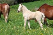 Quadzar de l oublan, mâle wb palomino