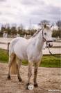 Poney c d avenir pour jeune cavalier ambitieux 