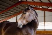 à vendre ponette pfs taille d 9 ans - directeur éleveur