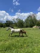 Top ponette connemara p.p 10 ans