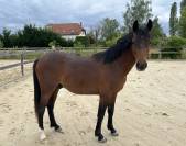 Poney d 2 ans 