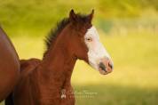 Poney sbs 