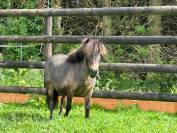 Magnifique ponette de 9 ans 