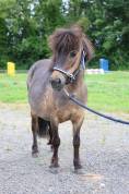 Magnifique ponette de 9 ans 