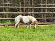 Magnifique poney de 11 ans 