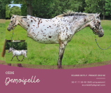 Demoiselle - ponette d