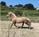 Poney connemara