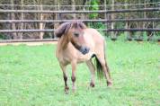 Magnifique ponette