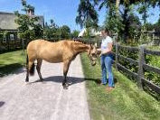 Pouliche welsh part bred - 2 ans