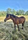 Ponette welsh par bred