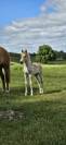 Poulain haflinger 