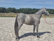 Ponette wpb - cso - cce - sport