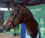 4 foals 2 poulinières double pleasure champion europe 