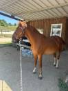 Cassanova – hongre welsh part-bred – 11 ans très gentil