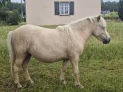 Ponette shetland pp de 2ans