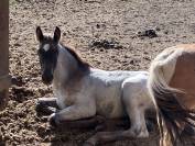 Magnifique foal mâle welsh part bred