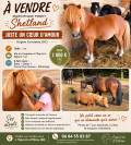 Vends  shetland 1m oc nomme  juste un coeur d amour 