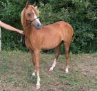 Yearing femelle welsh pony sect b - origines sérieuses 