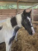 Futurs poneys sport