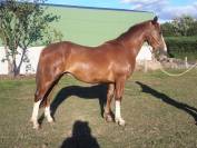 Poney pfs par opplala st hymer (linaro)