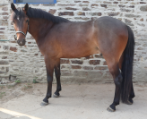 Nuit destemps d’isavy pfs hongre bai, 3 ans, 1m46