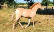 Poulain arabo-konik, alezan dun