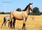 Welsh pony pp, poulinière isabelle, suitée d un poulain
