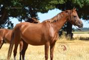 Welsh pony pp 2022 , femelle, alezane, importée