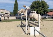 Hongre - pfs - 9 ans - cce /cso/ polyvalent - france