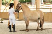 Jument - fjord - 8 ans - dressage & loisir - france
