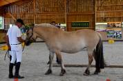 Jument - fjord - 8 ans - dressage & loisir - france
