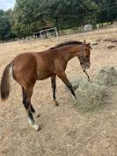 Vends poulain pfs