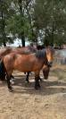 Hongre new forest livre a 3 ans