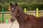 Poney isabelle hongre new forest taille d 
