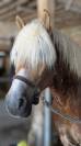 Poney haflinger pp 7 ans 