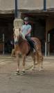 Poney haflinger pp 7 ans 