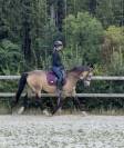 Très jolie ponette de 11 ans - 146cm