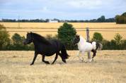 Poulinière shetland 8 ans