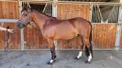 Pfs hongre 9 ans - p elite as2