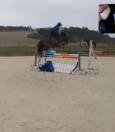 Ponette nf 146cm, 5 ans  moyens pour les as.