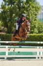     poney c de sport 5 ans – 1,38 m- expérience 1 m