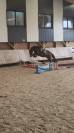 Hongre pfs 1m53