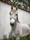 Hongre - connemara - 3 ans - cso - france