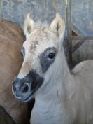 Adorable pouliche type fjord 